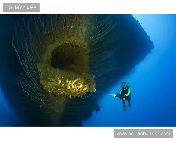 深海动物的研究现状与未来发展：揭开深海生物的神秘面纱